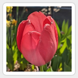 Red Tulip 2 Sticker